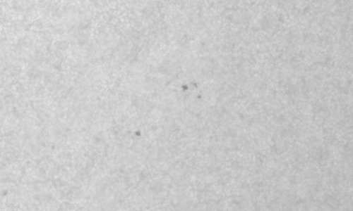 2022年2月19日の黒点（活動領域12946）