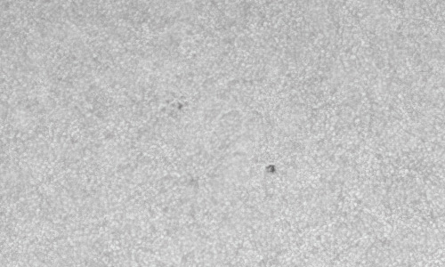 2022年2月19日の黒点（活動領域12950）