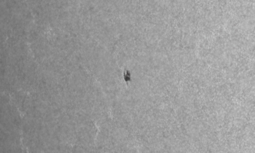 2022年2月19日の黒点（活動領域12951）