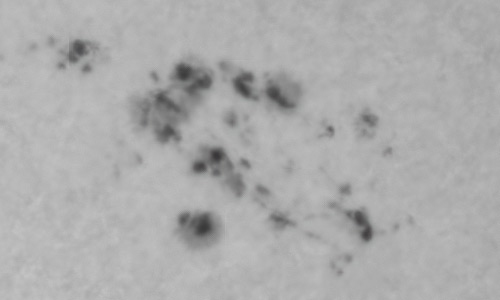 2022年3月29日の黒点（活動領域12975）