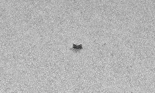 2022年4月5日の黒点（活動領域12983）