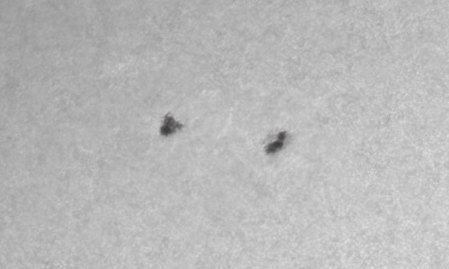 2022年4月14日の黒点（活動領域12990）