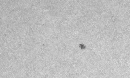 2022年4月16日の黒点（活動領域12989）