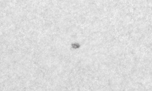 2022年4月20日の黒点（活動領域12991）