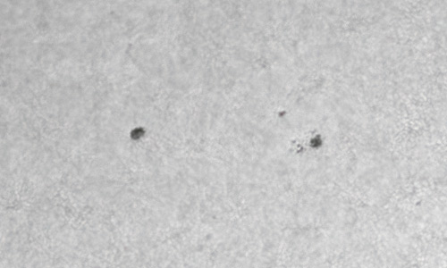 2022年5月16日の黒点（活動領域13011）