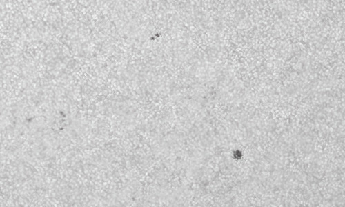 2022年5月24日の黒点（活動領域13016）