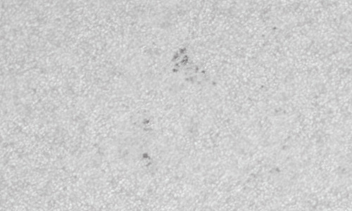 2022年5月24日の黒点（活動領域13019）