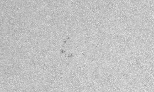 2022年5月26日の黒点（活動領域13021）