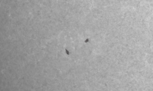 2022年6月11日の黒点（活動領域13031）