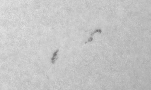 2022年8月5日の黒点（活動領域13072）