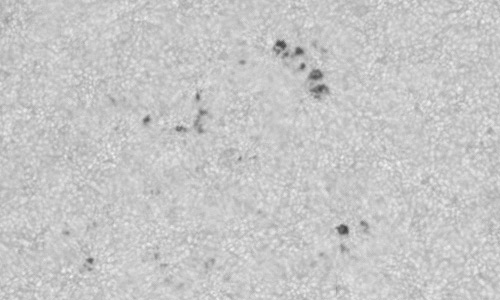 2022年9月10日の黒点（活動領域13098）