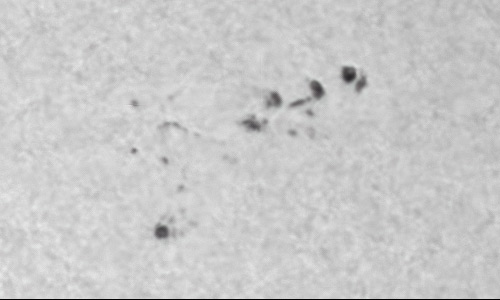 2022年9月24日の黒点（活動領域13109）