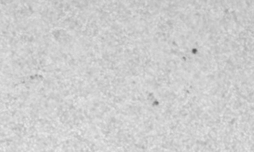 2022年11月2日の黒点（活動領域13133）