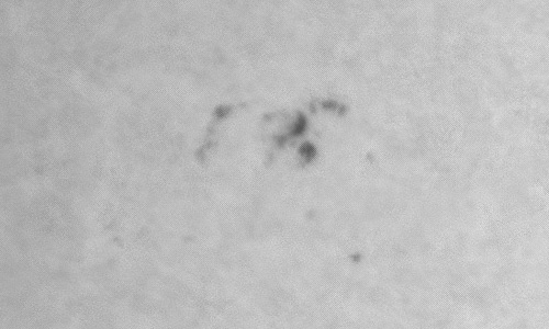 2022年11月20日の黒点（活動領域13149）