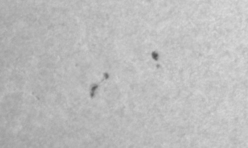 2022年12月12日の黒点（活動領域13166）