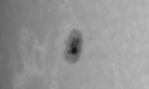 2023年3月5日の黒点（活動領域13245）