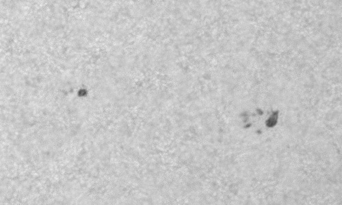 2023年3月7日の黒点（活動領域13240）