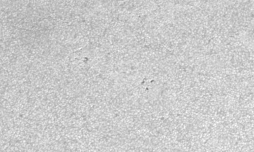 2023年3月20日の黒点（活動領域13258）