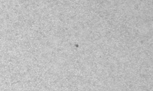 2023年3月22日の黒点（活動領域13258）