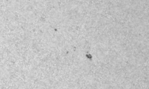 2023年5月3日の黒点（活動領域13295）