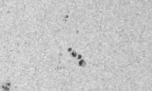 2023年5月16日の黒点（活動領域13301）