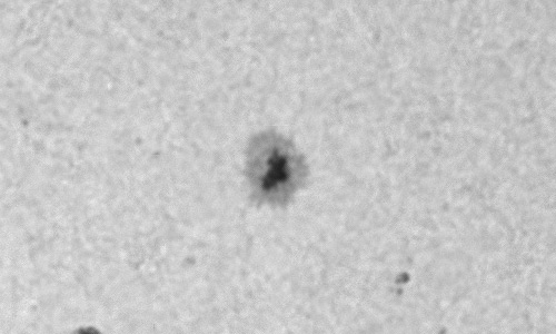 2023年5月16日の黒点（活動領域13302）