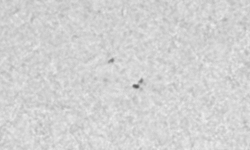 2023年5月16日の黒点（活動領域13308）