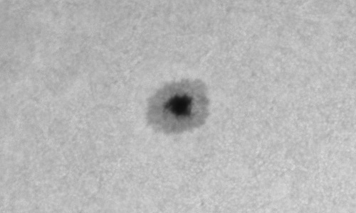 2023年5月23日の黒点（活動領域13313）