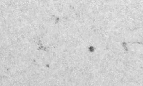 2023年5月25日の黒点（活動領域13312）