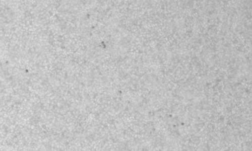 2023年6月4日の黒点（活動領域13324）