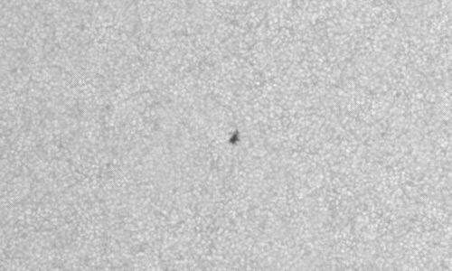 2023年6月12日の黒点（活動領域13332）