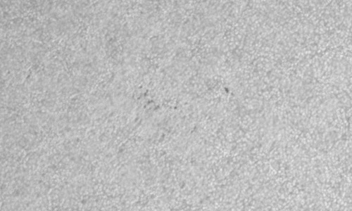 2023年6月17日の黒点（活動領域13334）