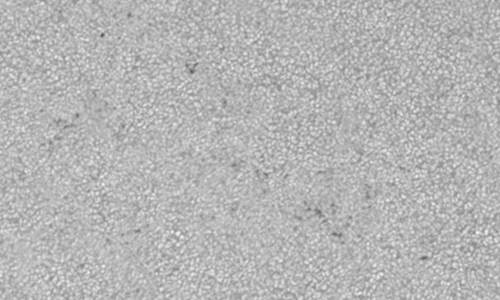 2023年6月20日の黒点（活動領域13343）