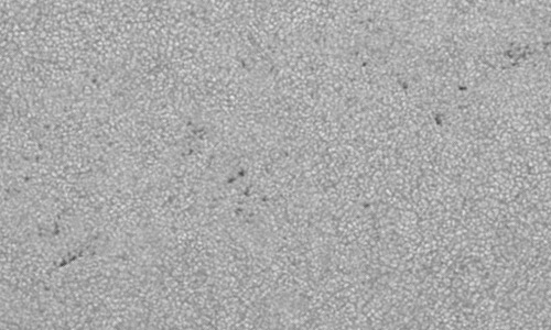 2023年6月20日の黒点（活動領域13336）