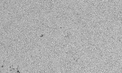 2023年6月20日の黒点（活動領域13337）