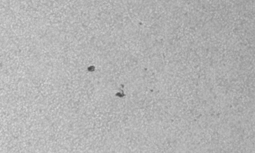 2023年6月22日の黒点（活動領域13343）