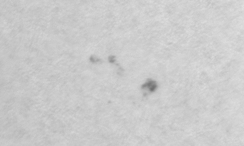 2023年7月2日の黒点（活動領域13356）