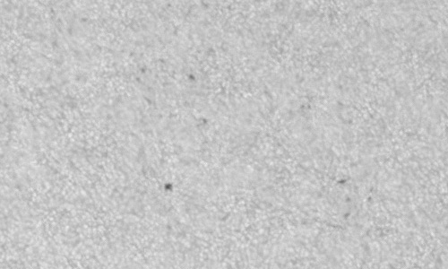 2023年7月27日の黒点（活動領域13383）