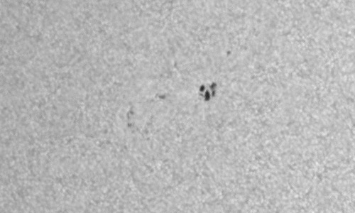 2023年7月31日の黒点（活動領域13393）