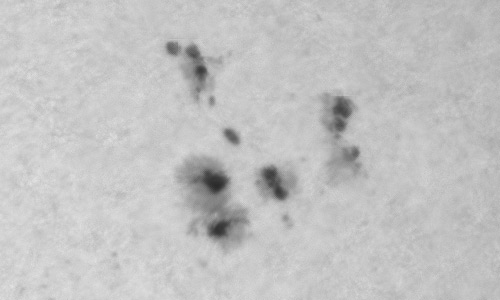 2023年8月12日の黒点（活動領域13395）