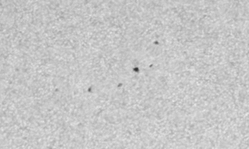 2023年9月20日の黒点（活動領域13443）