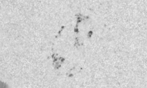 2023年9月22日の黒点（活動領域13438）