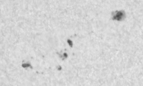 2023年9月30日の黒点（活動領域13449）