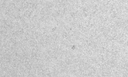 2023年10月9日の黒点（活動領域13459）