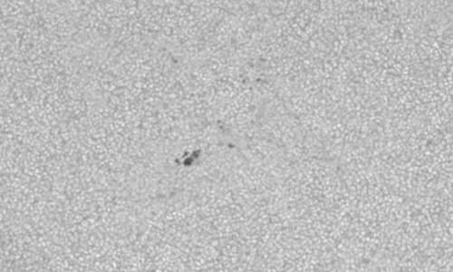 2023年10月14日の黒点（活動領域13462）