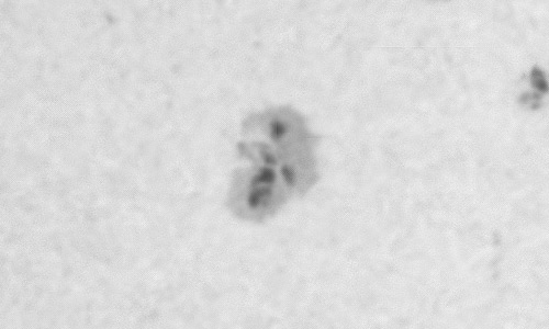 2023年11月25日の黒点（活動領域13502）