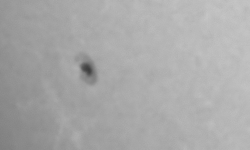 2023年11月25日の黒点（活動領域13501）