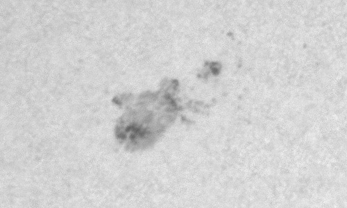 2023年12月22日の黒点（活動領域13526）