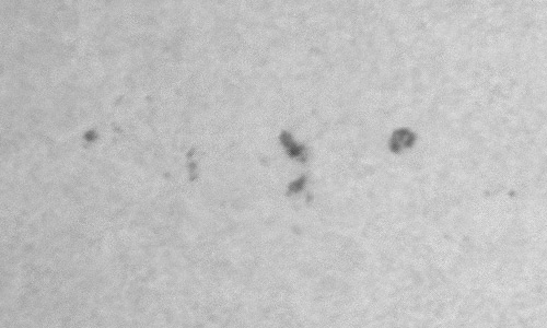 2023年12月22日の黒点（活動領域13530）