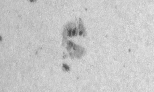 2024年1月4日の黒点（活動領域13536）